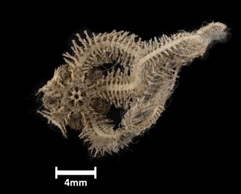 Media type: image;   Invertebrate Zoology OPH-2397 Description: Bottom of brittle star with mouth visible.;  Aspect: ventral